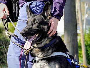 sorpreso-a-cedere-cocaina-dal-finestrino-dellauto