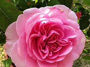 firenze-flower-show-giardino-corsini-12-13-settembre