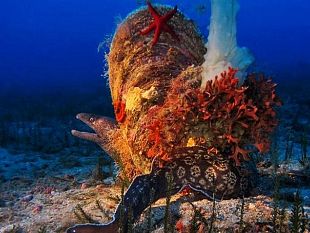 lush-e-ariston-celebrano-la-giornata-mondiale-degli-oceani-in-toscana