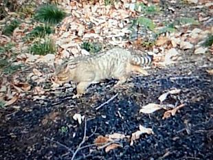 confermata-la-presenza-del-gatto-selvatico-nei-boschi-di-vicchio