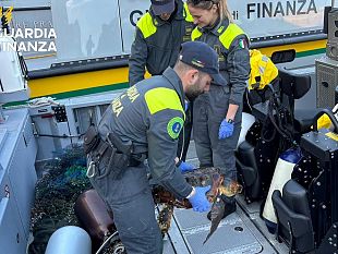 livorno-soccorsa-tartaruga-marina