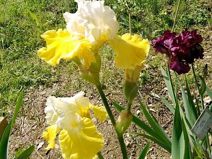 concorso-internazionale-delliris-oggi-premiati-i-vincitori