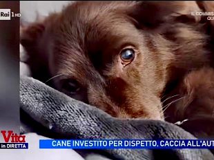 cane-investito-e-ucciso-ad-arezzo-dolore-per-choco