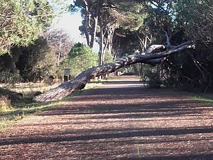 il-pino-caduto-alle-cascine-era-stato-attaccato-da-un-fungo