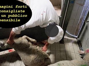 agnelli-uccisi-per-pasqua-attivisti-infiltrati-in-un-macello