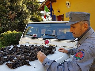 caccia-controlli-dei-carabinieri-forestali-e-multe-in-tutta-la-provincia-di-firenze