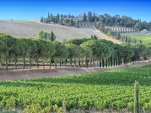notti-di-vino-e-di-magia-tra-astrofili-e-degustazioni