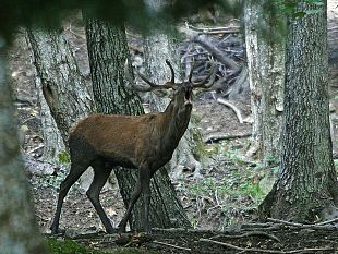 toscana-predatori-e-ungulati-fanno-dimagrire-gli-allevatori