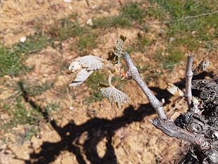allerta-gelo-a-rischio-vino-e-ortofrutta