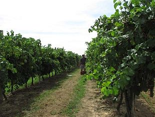 caporalato-e-voucher-nella-campagna-toscana