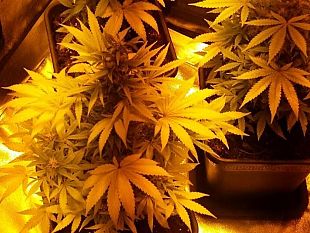 marijuana-arrestato-maradona-con-la-droga-nel-ripostiglio