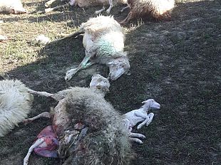 lupi-allattacco-nella-notte-uccisi-agnelli-e-pecore-ad-asciano