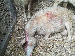toscana-pecore-sotto-gli-attacchi-del-lupo