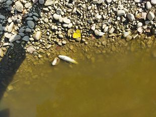 domani-salvataggio-pesci-del-torrente-pesa