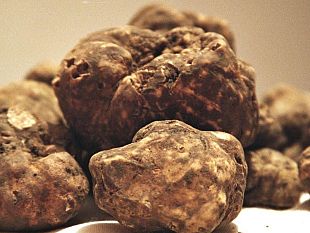 forcoli-sagra-del-tartufo-e-prermio-a-dainelli