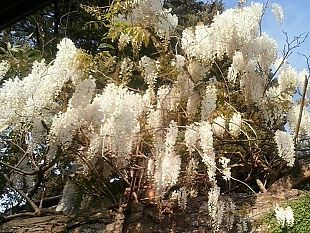 meteo-a-firenze-le-previsioni-per-pasqua-variabile-e-pasquetta-bagnata