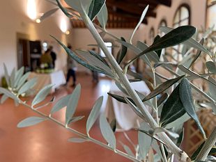 giornata-dellolivo-la-produzione-di-olio-2022-in-linea-con-il-2021