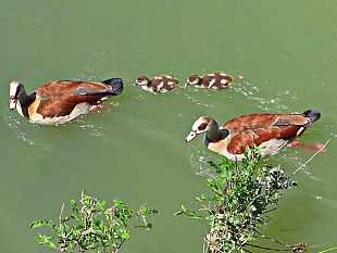 oche-egiziane-in-toscana-la-coppia-e-diventata-famiglia