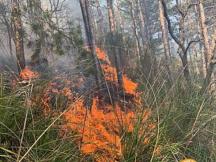 incendio-in-maremma-bosco-in-fiamme-a-seggiano-localita-le-bandite