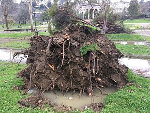 tutti-giu-per-terra-caduti-ed-abbattuti-cerano-una-volta-i-pini-di-citta