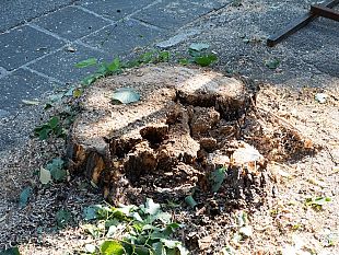 albero-caduto-nel-giardino-di-una-scuola-spc-vuole-risposte-politiche