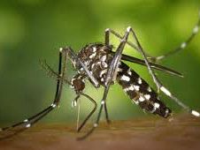 un-caso-di-dengue-registrato-ad-arezzo