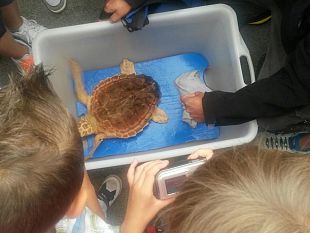 la-tartaruga-caretta-caretta-stella-ha-ripreso-il-mare