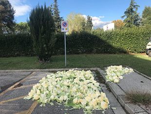 occupava-uno-spazio-invalidi-per-essiccare-cavolfiori