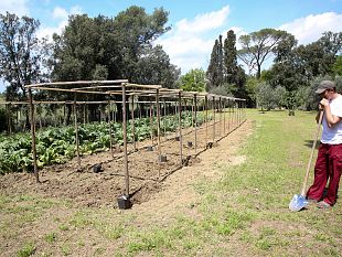 ritorna-a-vinci-il-clone-della-vigna-di-leonardo-a-milano
