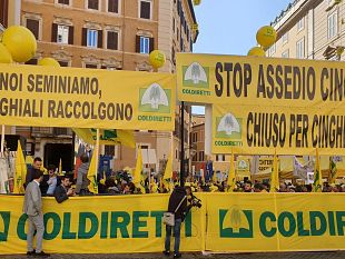 pistoia-caprioli-vicino-allospedale-per-portarli-via-verranno-chiusi-24-km-di-fi-mare