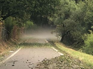 mugello-e-montalbano-danni-agli-olivi-fino-al-100