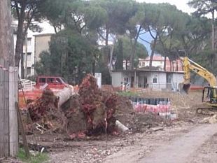 alberi-di-firenze-presidio-a-scuola-per-salvare-il-parco