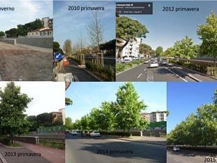 taglio-alberi-a-firenze-polemica-infinita-interviene-il-sindaco