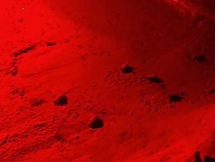 nate-54-tartarughe-marine-allisola-delba