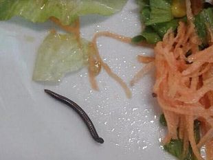 insalata-con-il-verme-rivolta-dei-genitori-in-una-mensa-di-firenze