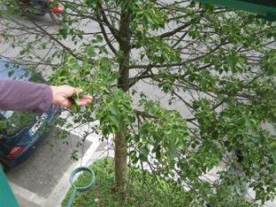 a805122332-tramvia-annunciata-la-ripresa-domani-mattina-dei-lavori-in-viale-morgagni