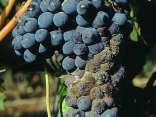 b106201517-tignoletta-della-vite-trovato-l-insetto-in-alcuni-vigneti-della-provincia