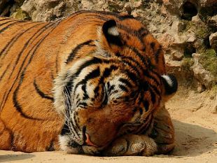 b008181659-intervista-esclusiva-alla-tigre-kabir