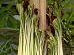 a709251355-all-orto-botanico-per-il-fine-settimana-e-prevista-la-fioritura-dell-amorphophallus-titanum