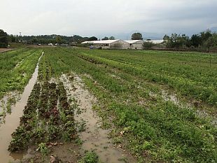 in-toscana-e-emergenza-storni-danni-per-milioni-di-euro-agricoltura