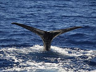 pelagos-contributo-straordinario-al-comune-di-portoferraio