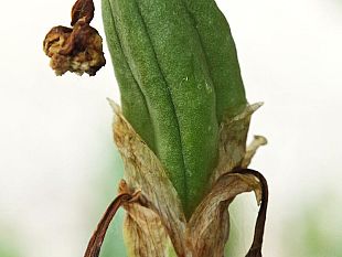 firenze-raro-frutto-allorto-botanico