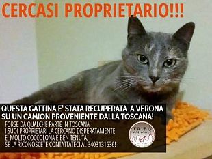 gattina-autostoppista-partita-dalla-toscana-scoperta-a-verona