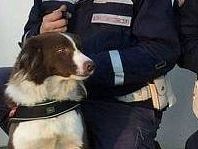 piper-in-maternita-presto-la-canina-antidroga-avra-i-cuccioli