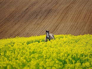 il-caso-mercosur-e-il-futuro-delleconomia-toscana