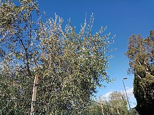 oleoturismo-la-nuova-frontiera-toscana