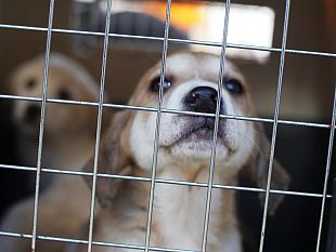 terremoto-a-livorno-cinque-cuccioli-di-meticci-provenienti-da-amatrice