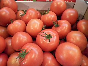 il-futuro-dellagricoltura-toscana-la-politica-agricola-comunitaria