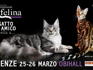 dal-deserto-o-dalle-nevi-per-partecipare-alla-expo-felina-allobihall-di-firenze