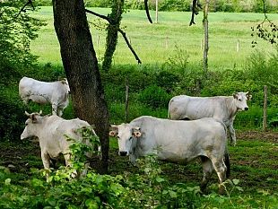a-pisa-la-prima-laurea-magistrale-in-sistemi-zootecnici-sostenibili